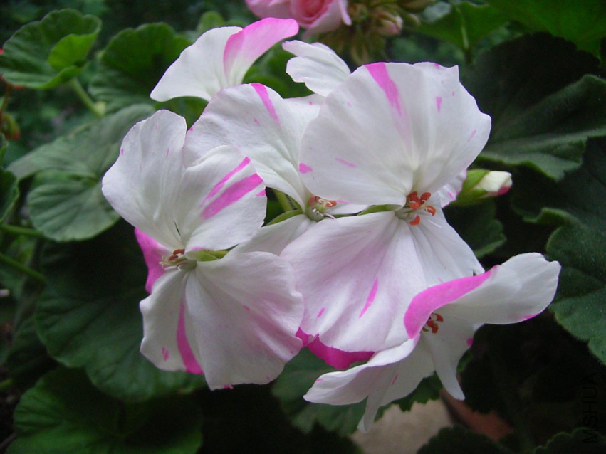 RIMG3979_1024x768.JPG