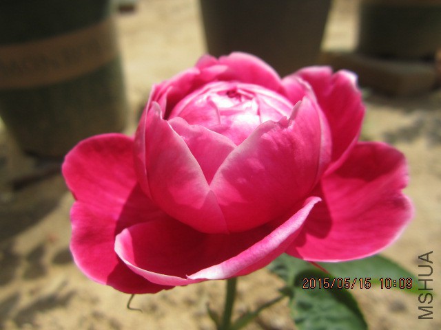 IMG_8847.JPG