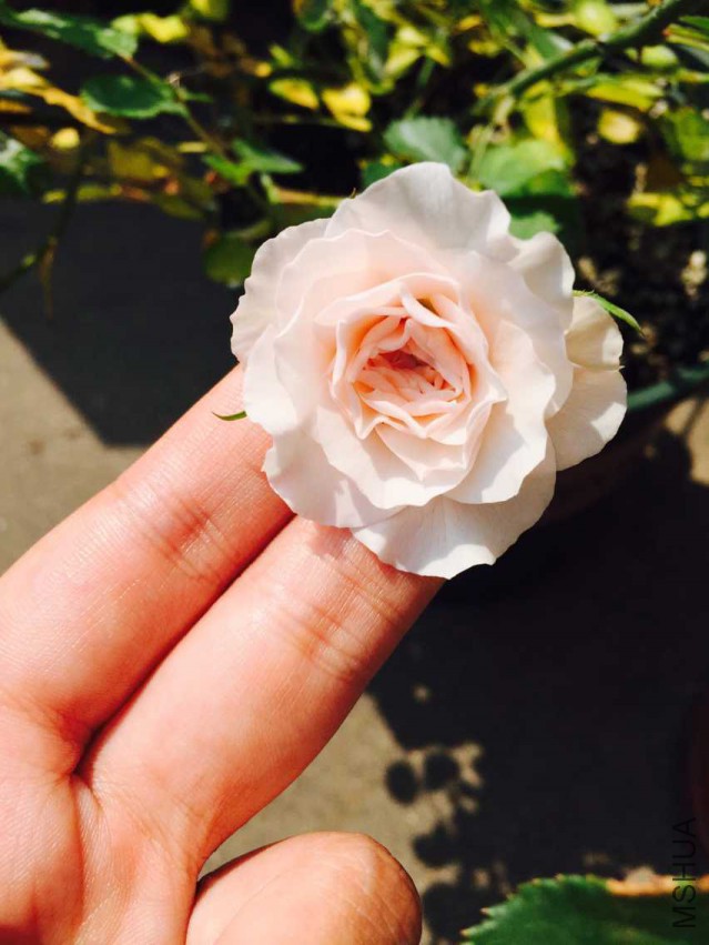 ���D ��Ϊ�׷�