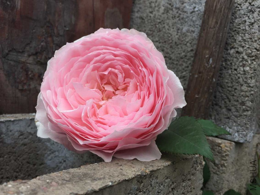 ���D ����˼��״