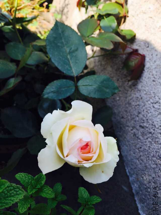 ���� ����