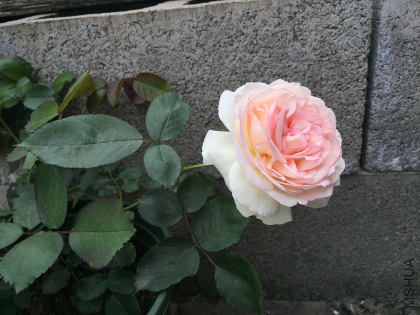 ���� ����