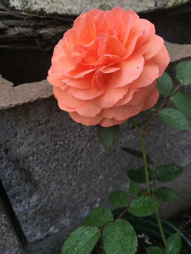 ���� ����