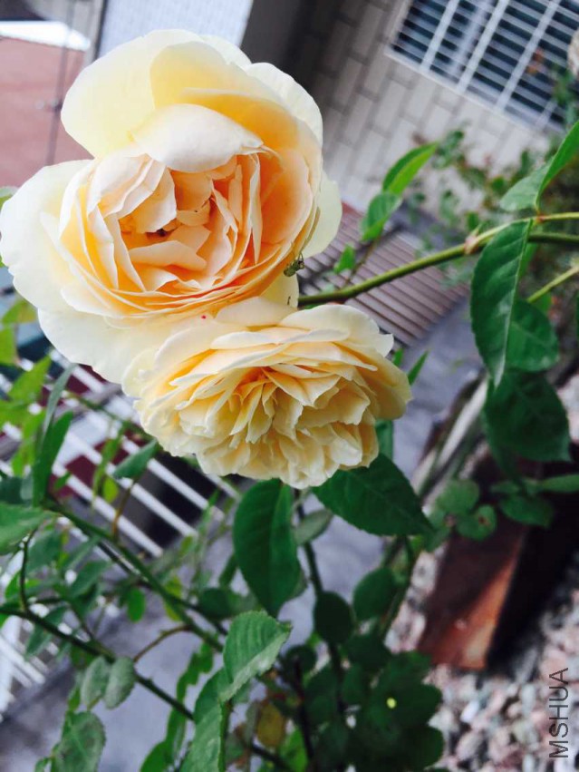 ��Ц�ĸ�³����