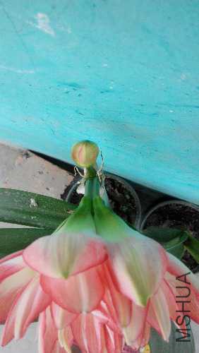 IMG_20150515_131008.jpg