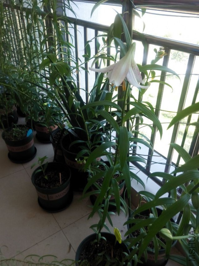 QQͼƬ20150515131927.jpg