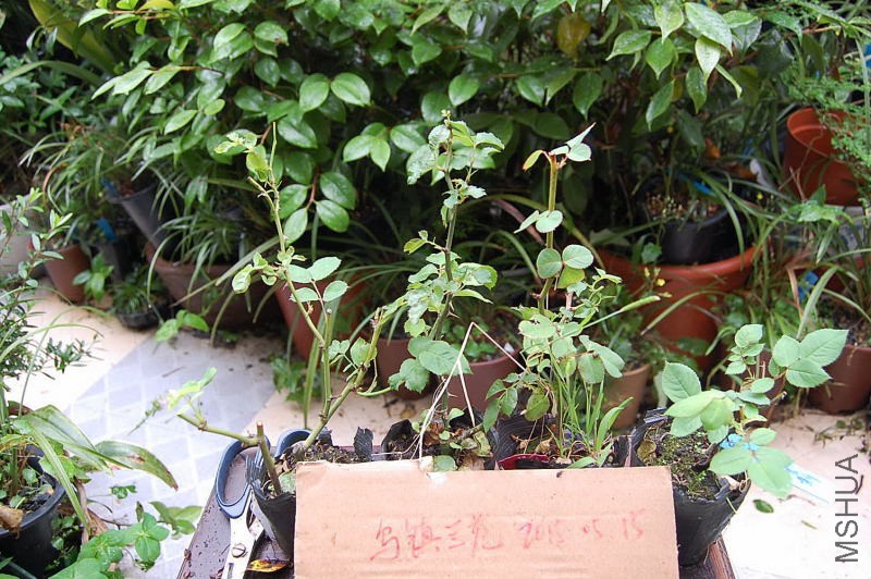 DSC_02060206.JPG
