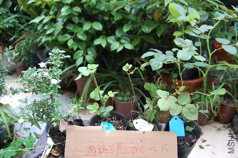DSC_02070207.JPG