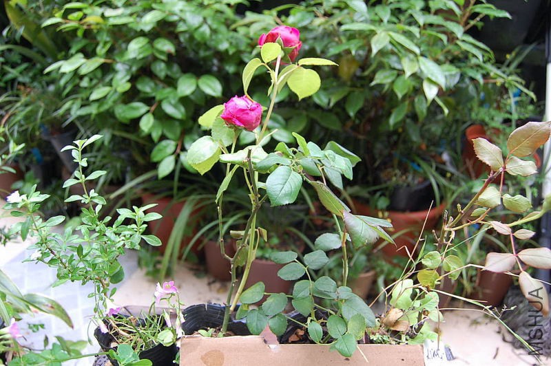 DSC_02080208.JPG