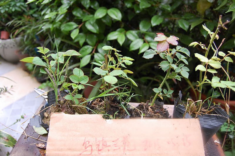 DSC_02210221.JPG