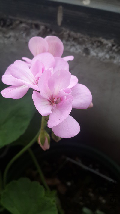 20150424_071606.jpg