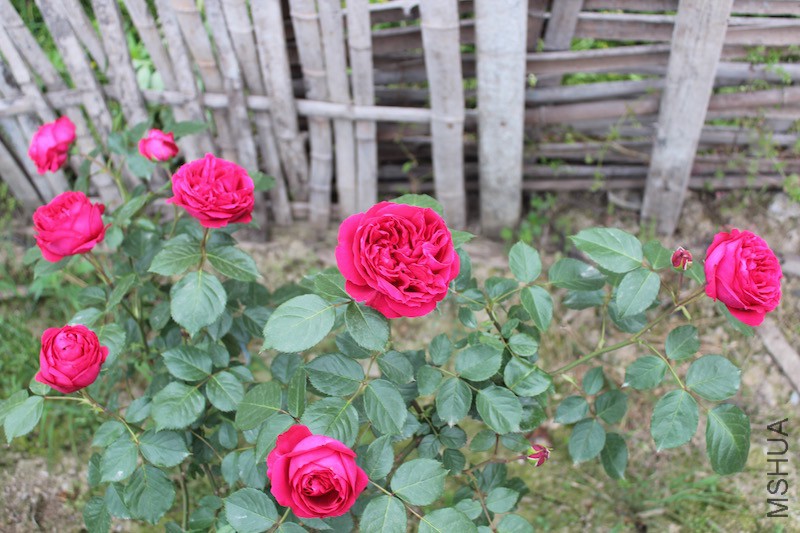 IMG_9435.jpg