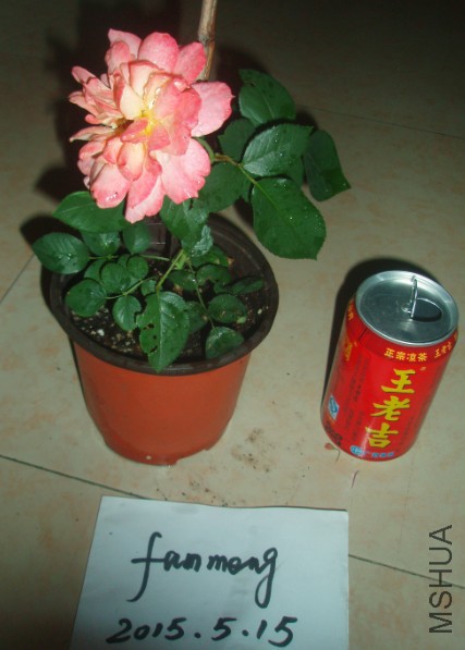 �ӻ���.jpg