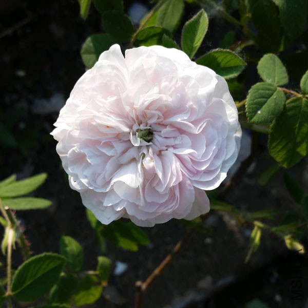 20150515_170519'.jpg
