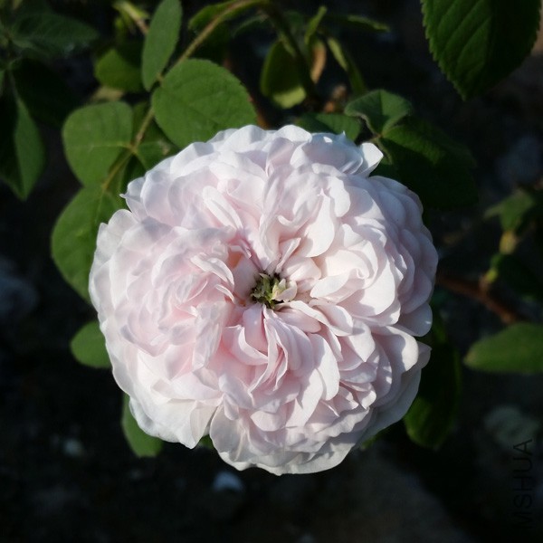 20150515_170532'.jpg