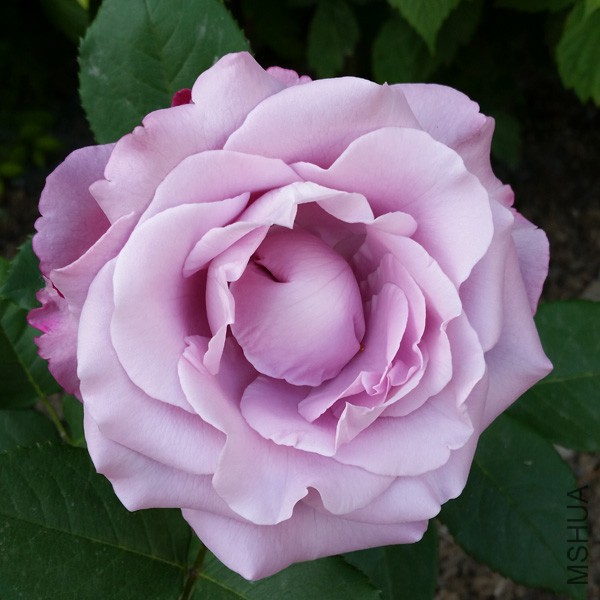 20150515_170638'.jpg