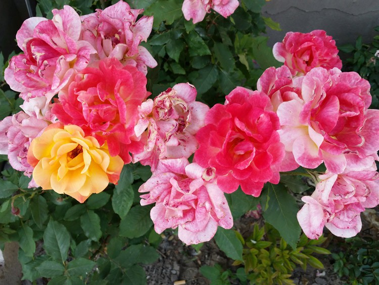 20150515_170814'.jpg