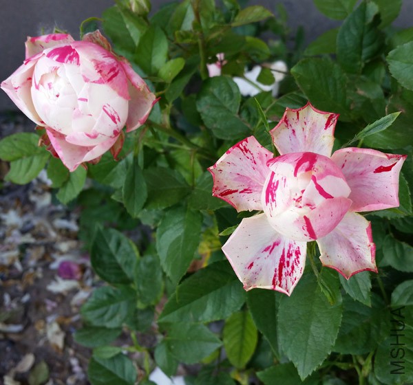 20150515_171026'.jpg