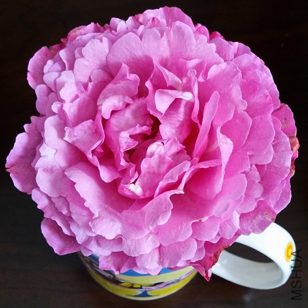 20150514_175237'.jpg