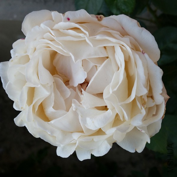 20150515_171256'.jpg