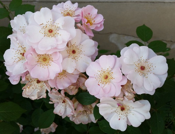 20150515_171913'.jpg