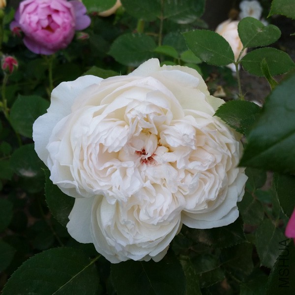 20150515_171437'.jpg