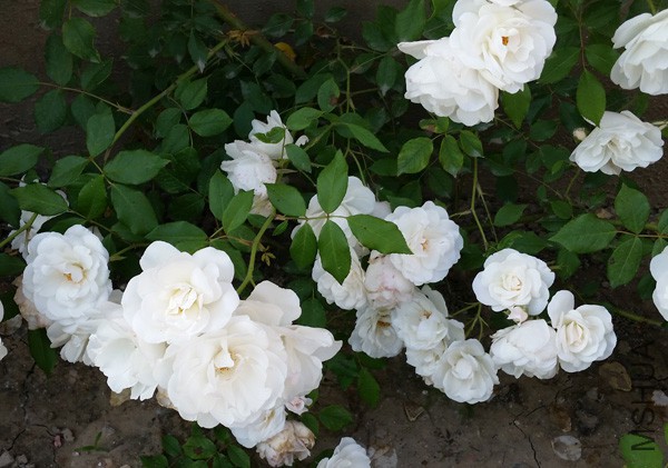 20150515_171511'.jpg