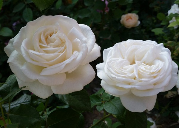 20150515_171531'.jpg