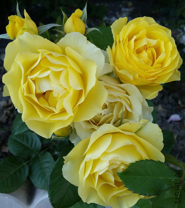 20150515_171008'.jpg