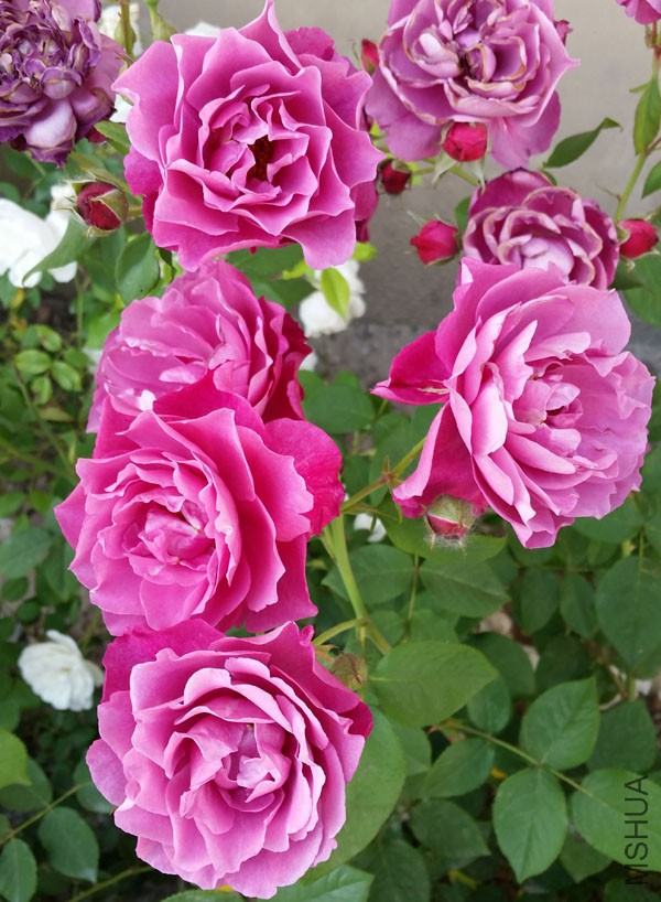 20150515_171542'.jpg