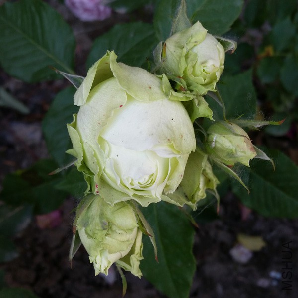 20150515_171650'.jpg