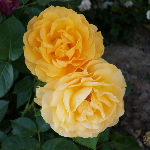 20150515_171641'.jpg