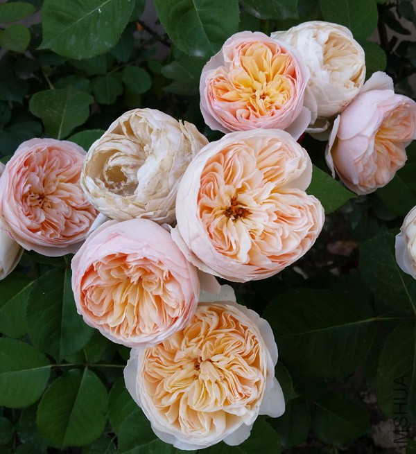 20150515_171716'.jpg