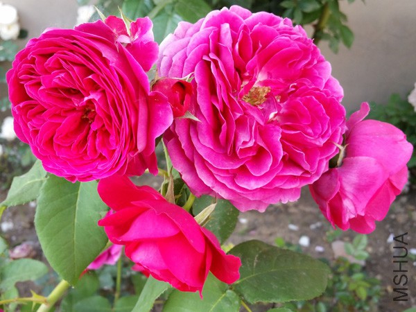 20150515_171837'.jpg