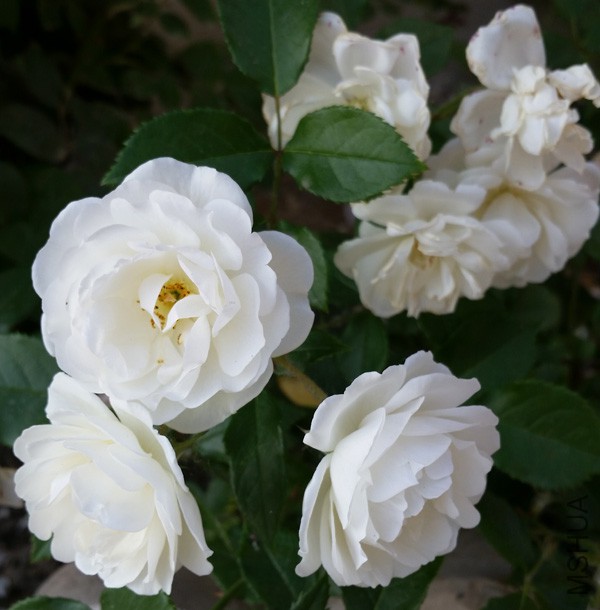 20150515_171745'.jpg