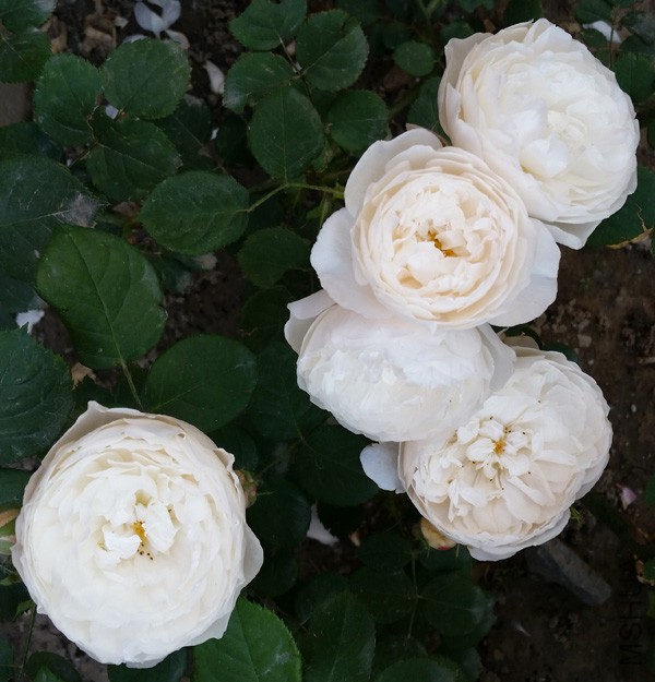 20150515_171756'.jpg
