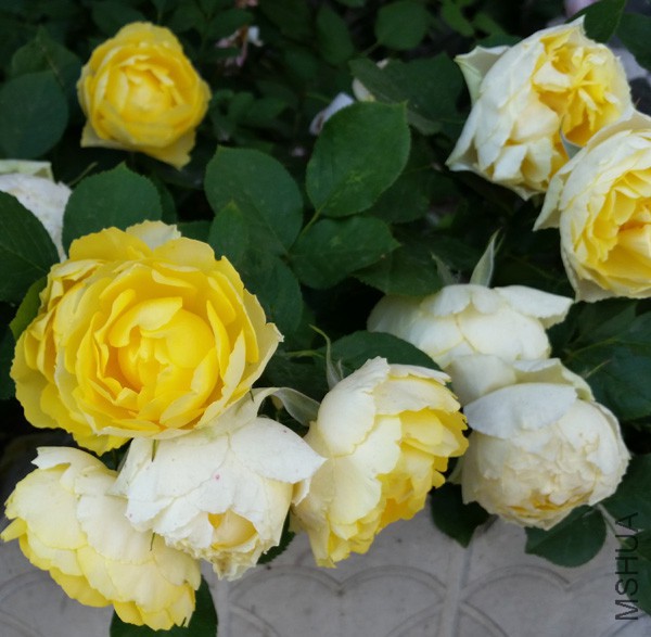 20150515_171856'.jpg