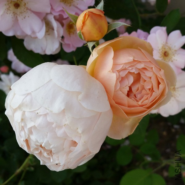 20150515_171928'.jpg