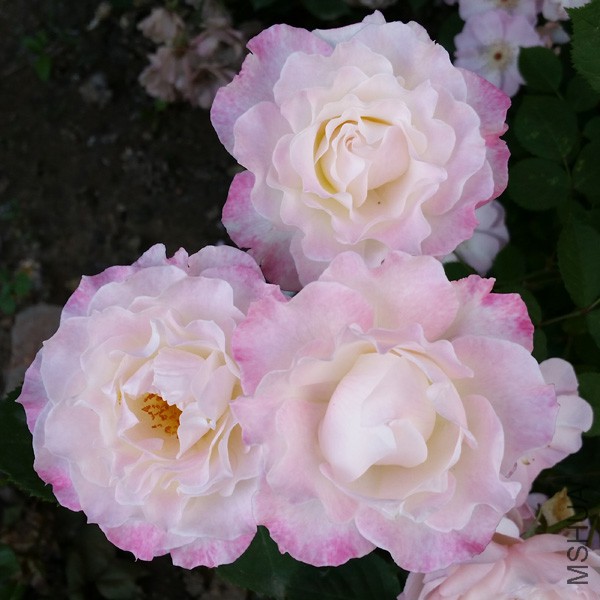 20150515_172001'.jpg
