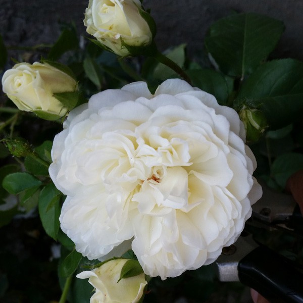 20150515_172955'.jpg
