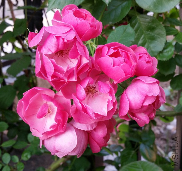 20150515_180923'.jpg