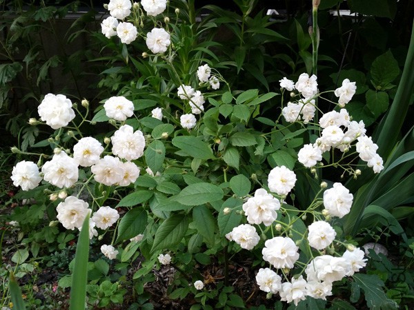 20150515_180740'.jpg