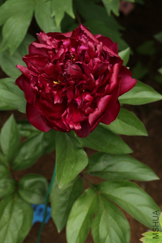 IMG_4945 15-05-04.jpg