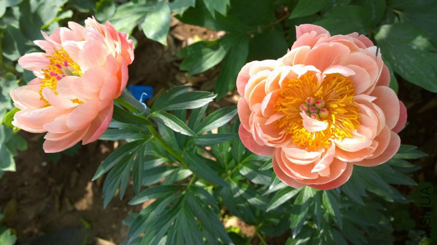 WP_20150510_09_24_18_Pro 15-05-10.jpg