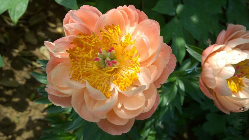 WP_20150510_09_25_04_Pro 15-05-10.jpg