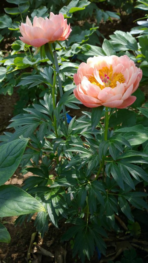 WP_20150510_09_25_58_Pro 15-05-10.jpg