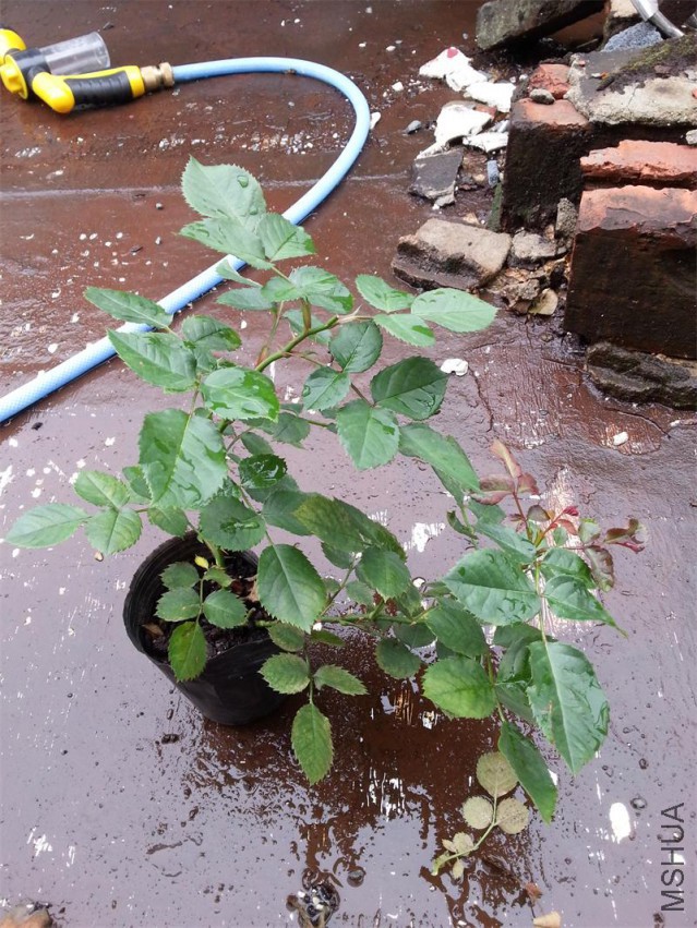 20150516_142027.jpg