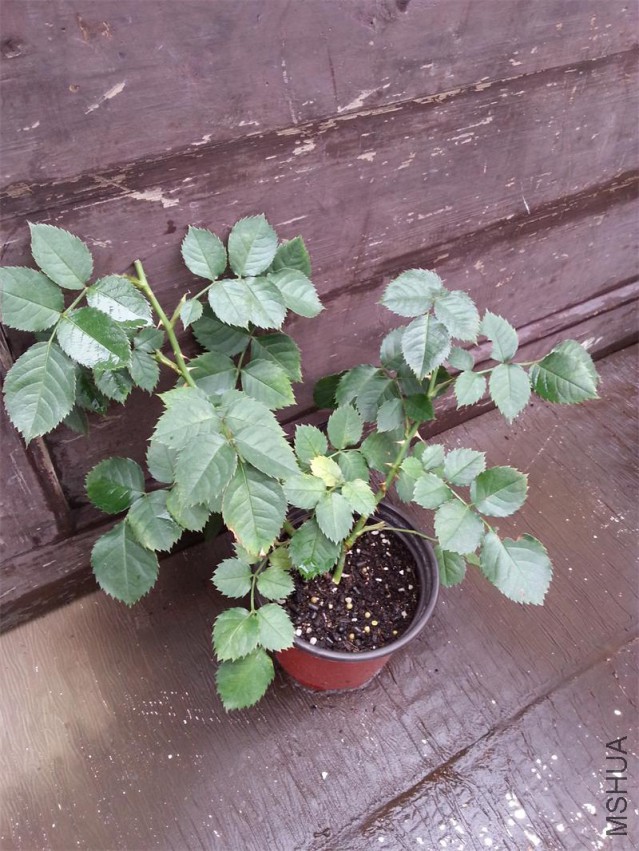 20150516_142121.jpg