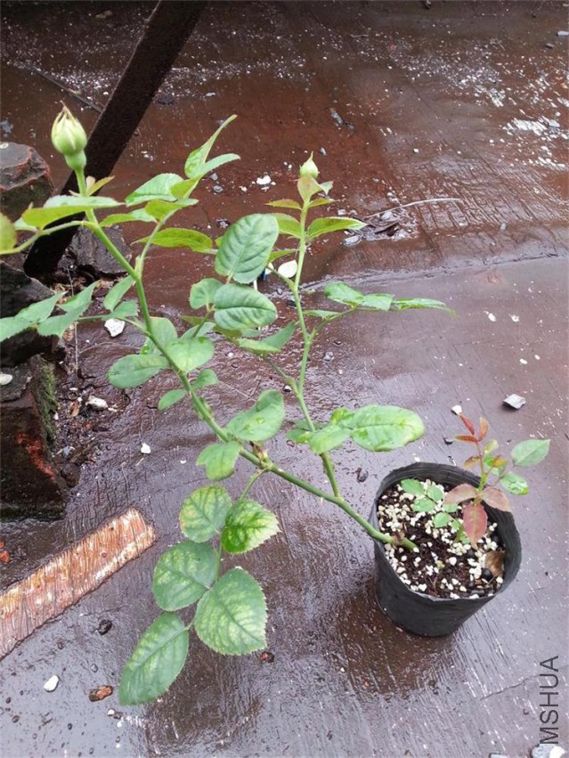 20150516_142854.jpg
