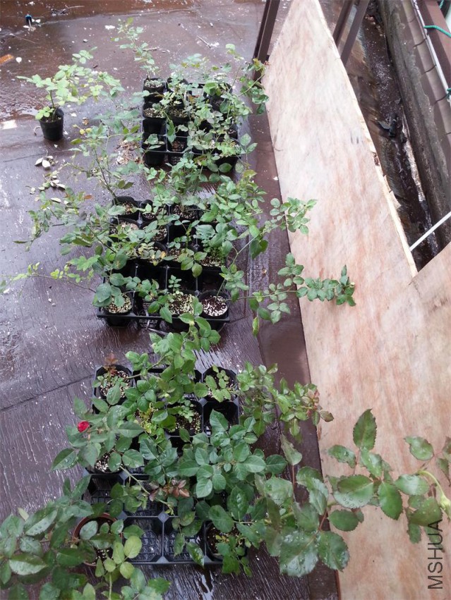 20150516_143827.jpg